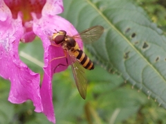 Meliscaeva cinctella