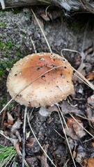Amanita muscaria