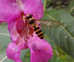 Meliscaeva cinctella