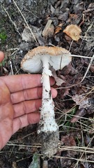 Amanita muscaria
