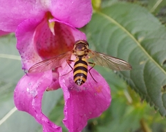 Meliscaeva cinctella