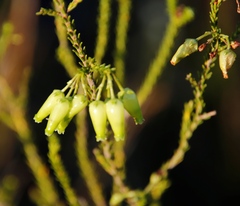 Erica urna-viridis