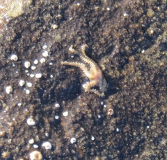 Amphipholis squamata