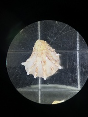 Plicatula gibbosa