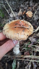 Amanita muscaria