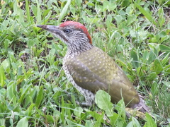 Picus viridis