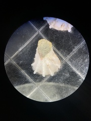 Plicatula gibbosa