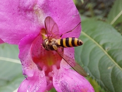 Meliscaeva cinctella