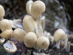 Coprinellus micaceus