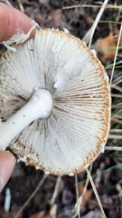 Amanita muscaria