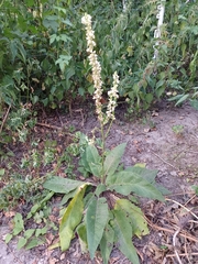 Verbascum nigrum
