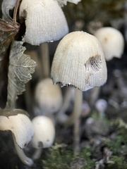 Coprinellus micaceus