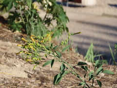 Nicotiana glauca