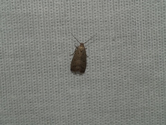 Hypenodes fractilinea