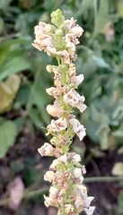 Verbascum nigrum