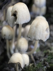 Coprinellus micaceus