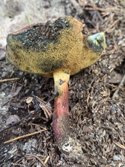 Baorangia bicolor