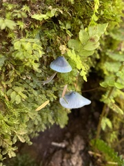 Mycena amicta
