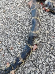Lampropeltis getula