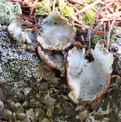 Umbilicaria hirsuta