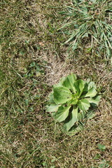 Plantago