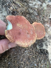Baorangia bicolor