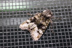 Lacinipolia
