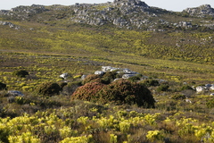 Mimetes fimbriifolius