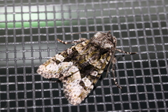 Lacinipolia
