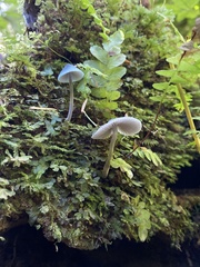 Mycena amicta