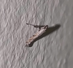 Caloptilia populetorum