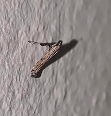 Caloptilia populetorum