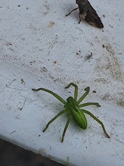 Micrommata virescens