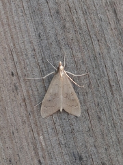 Mecyna asinalis