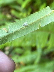Gibellula