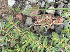 Phrynosoma hernandesi