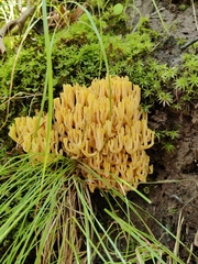Ramaria formosa