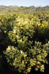 Leucadendron xanthoconus