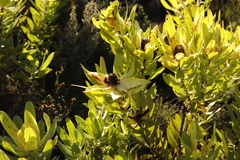 Leucadendron laureolum