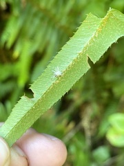 Gibellula