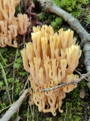 Ramaria formosa