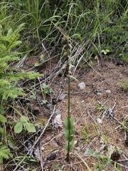 Epipactis
