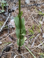 Epipactis