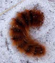 Phyllalia