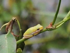 Hyla cinerea