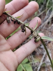 Epipactis