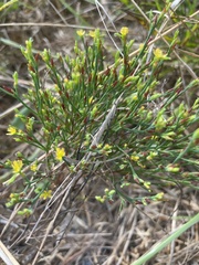 Hypericum gentianoides