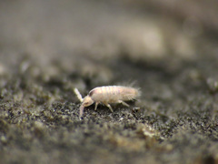 Lepidocyrtus curvicollis