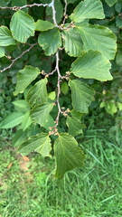 Hamamelis virginiana