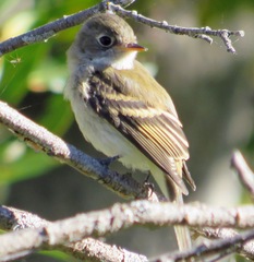 Empidonax difficilis